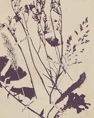 Pressed Silhouette IV