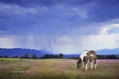 Paint Horse in Bliss