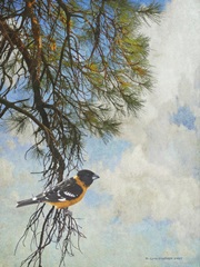 Ponderosa Black-Headed Grosbeak