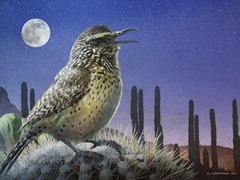 Saguaro Cactus Wren by Moonlight