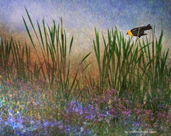 Wetland Yellow-Headed Blackbird