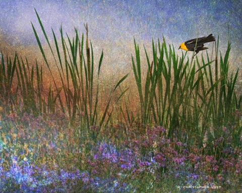 Wetland Yellow-Headed Blackbird