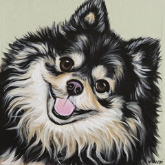 Black and Tan Pomeranian