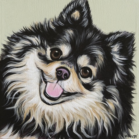 Black and Tan Pomeranian