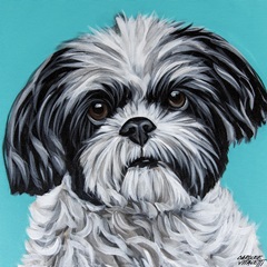 Black and White Shih Tzu