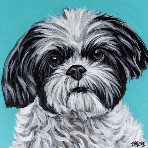 Black and White Shih Tzu