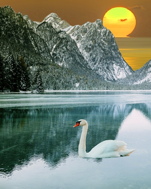 Swan at Dawn I