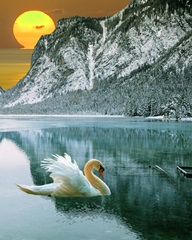 Swan at Dawn II