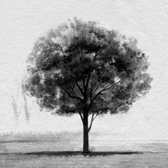 Stoic Tree I
