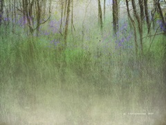 Glimpse of the Lake