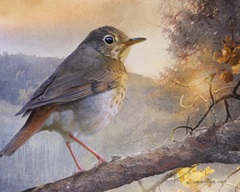 Hermit Thrush Hillside Drive