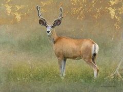 High Summer Velvet Buck Deer