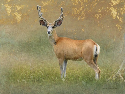 High Summer Velvet Buck Deer