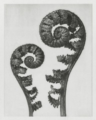 Blossfeldt Fern I