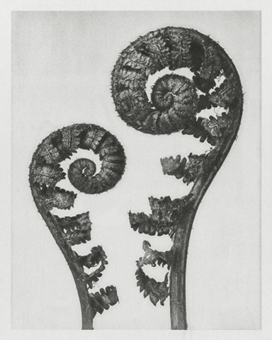 Blossfeldt Fern I