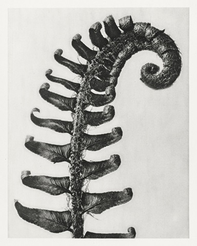 Blossfeldt Fern II