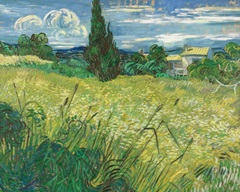 Green Wheat Field with Cypress