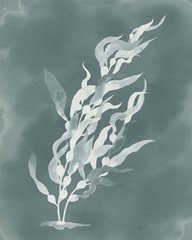 Ghost Kelp I