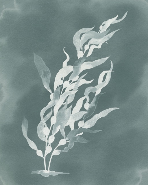 Ghost Kelp I