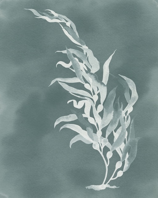 Ghost Kelp II