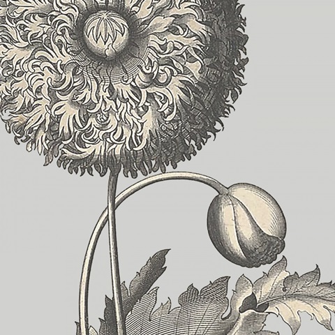 Besler Poppy Composition I