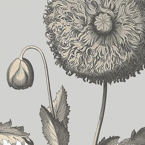 Besler Poppy Composition II