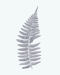 Antique Silver Ferns I