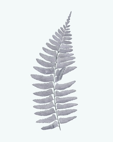 Antique Silver Ferns I