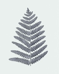 Antique Silver Ferns II