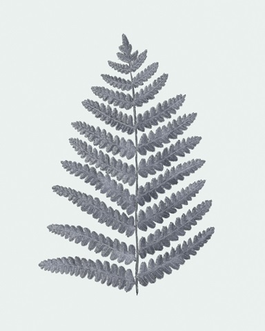 Antique Silver Ferns II