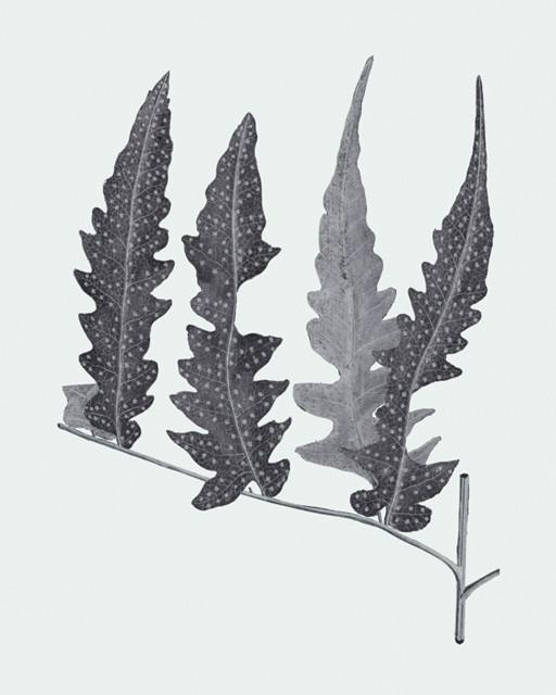 Antique Silver Ferns III