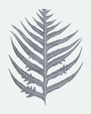 Antique Silver Ferns IV