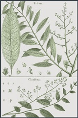 Antique Ferns Revival I