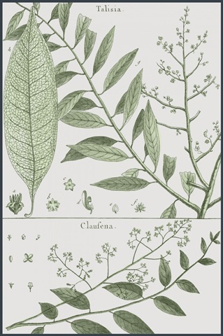 Antique Ferns Revival I