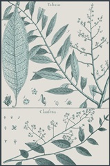 Antique Ferns Revival III