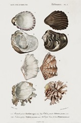 d'Orbigny Shell Array I