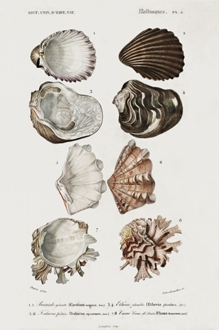 d'Orbigny Shell Array I