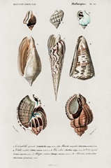 d'Orbigny Shell Array II