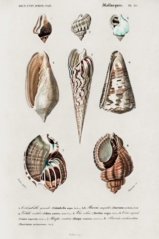 d'Orbigny Shell Array II