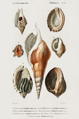d'Orbigny Shell Array III