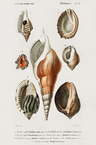 d'Orbigny Shell Array III