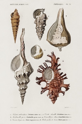 d'Orbigny Shell Array IV