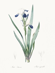 Delicate Iris II