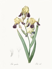 Delicate Iris IV