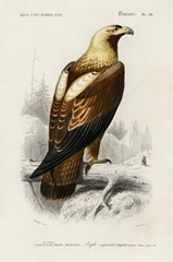 d'Orbigny Raptor I