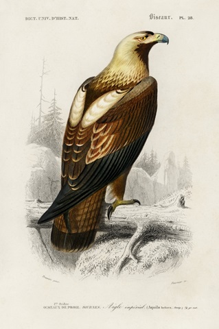 d'Orbigny Raptor I