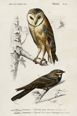 d'Orbigny Raptor III