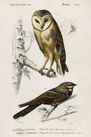 d'Orbigny Raptor III