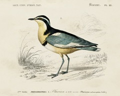 d'Orbigny Seabird I