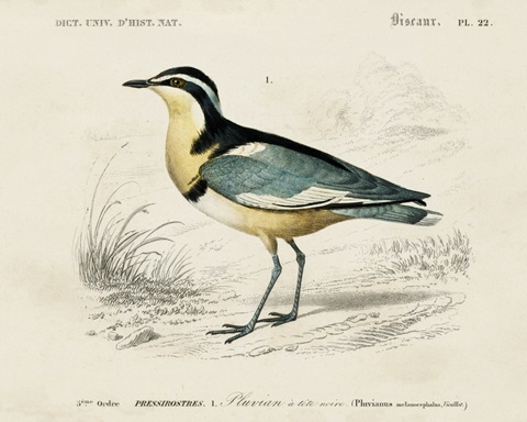 d'Orbigny Seabird I